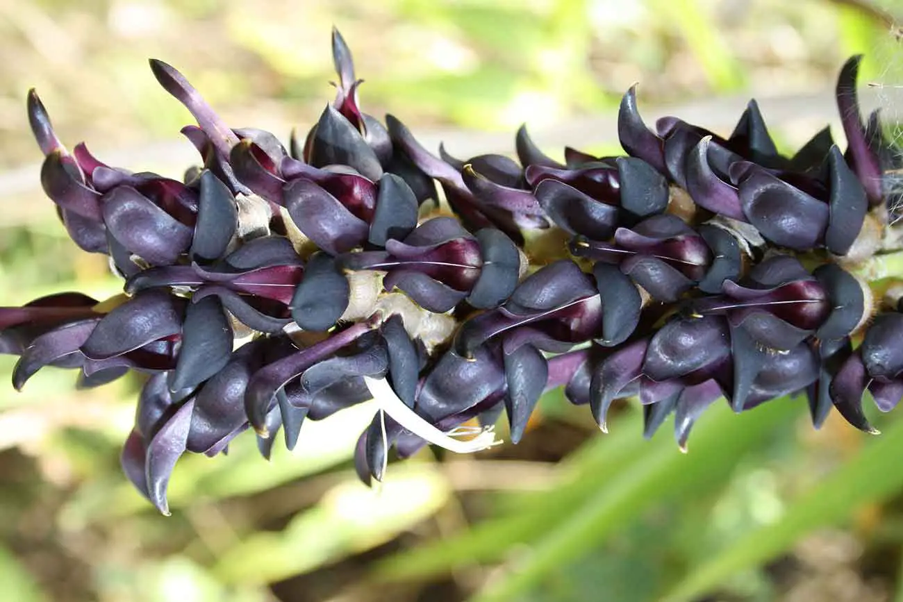What are the side effects of Mucuna pruriens?