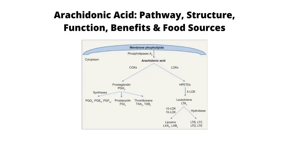 Arachidonic Acid Pathway Structure Function Benefits Food Sources