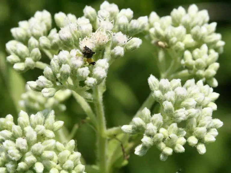 Native Boneset Boneset: The Secret Herb of the Indigenous