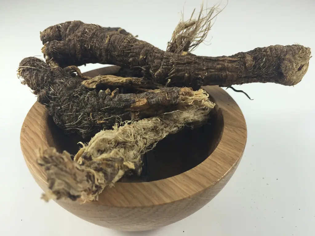 Osha Root: Benefits of The Mountains Lung Cleanser