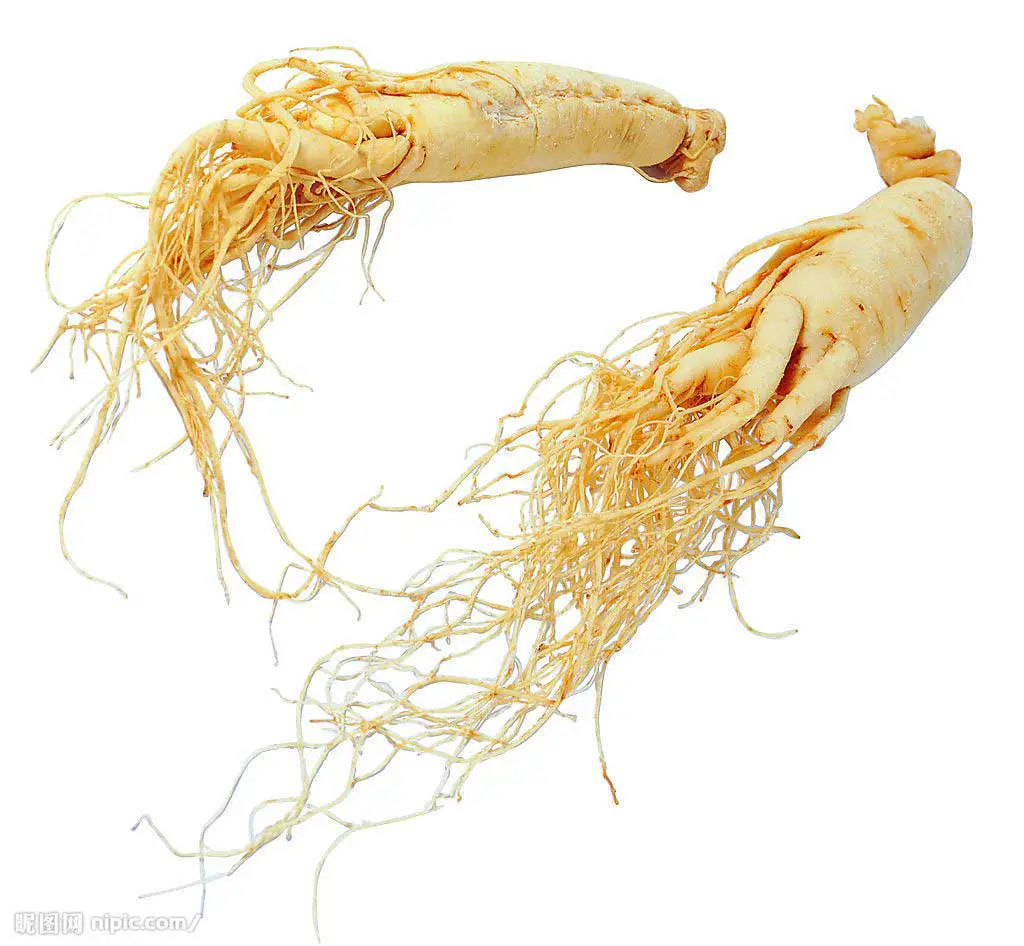 panax ginseng