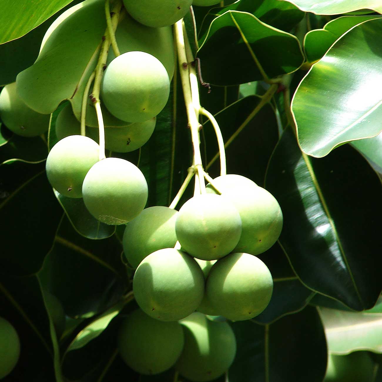 Tamanu Oil: The Revolutionary Skin Healer