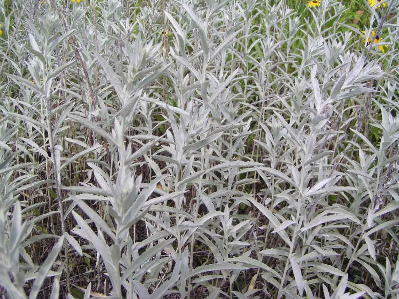 artemisia ludovician herb Estafiate Mugwort White Sagebush