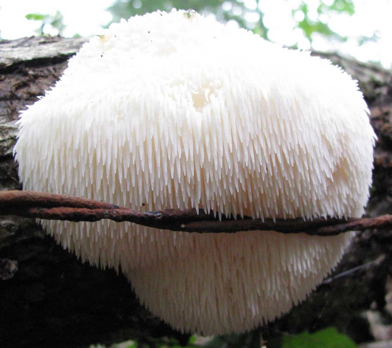 Lions Mane Mushroom Hericium Erinaceus A Powerful Nootropic Fungus   Lions Mane Mushroom 1 