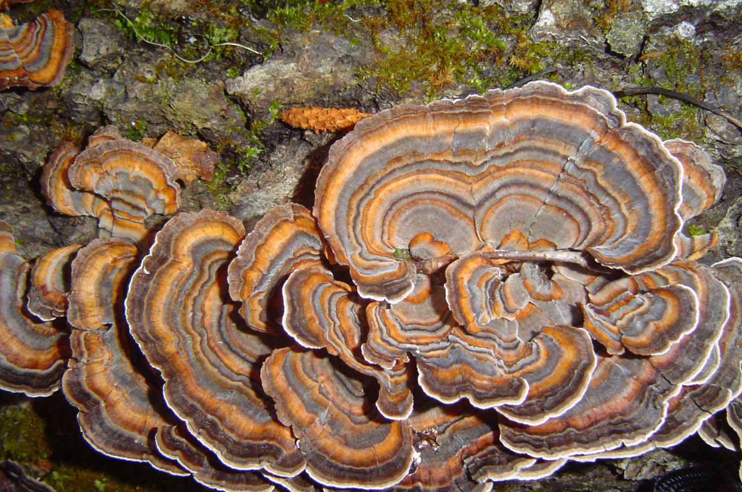 turkey tail mushroom