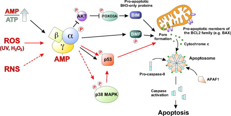 List Of AMPK Enzyme Activators And The Benefits Of AMPK Activation