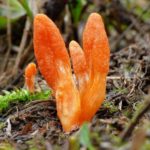 Cordyceps militaris wild