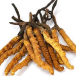 cordyceps sinensis