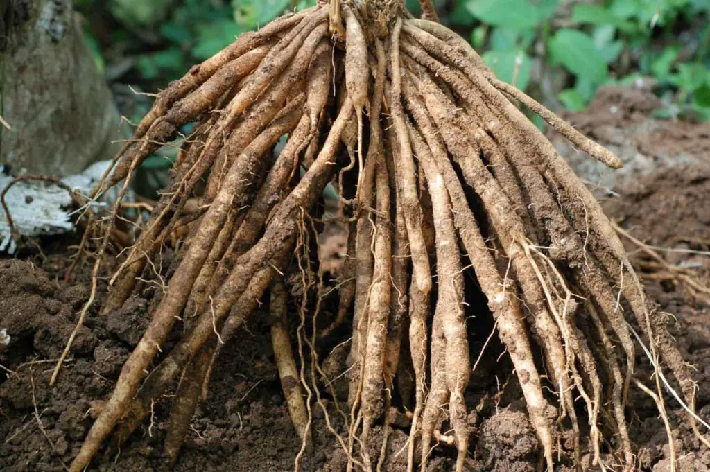 Shatavari Roots