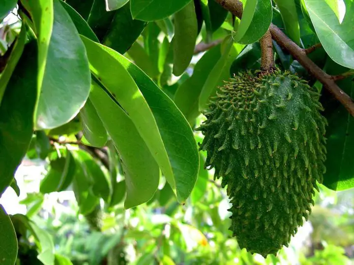 soursop-harvesting-and-eating-guanabana-fruit-florida-youtube