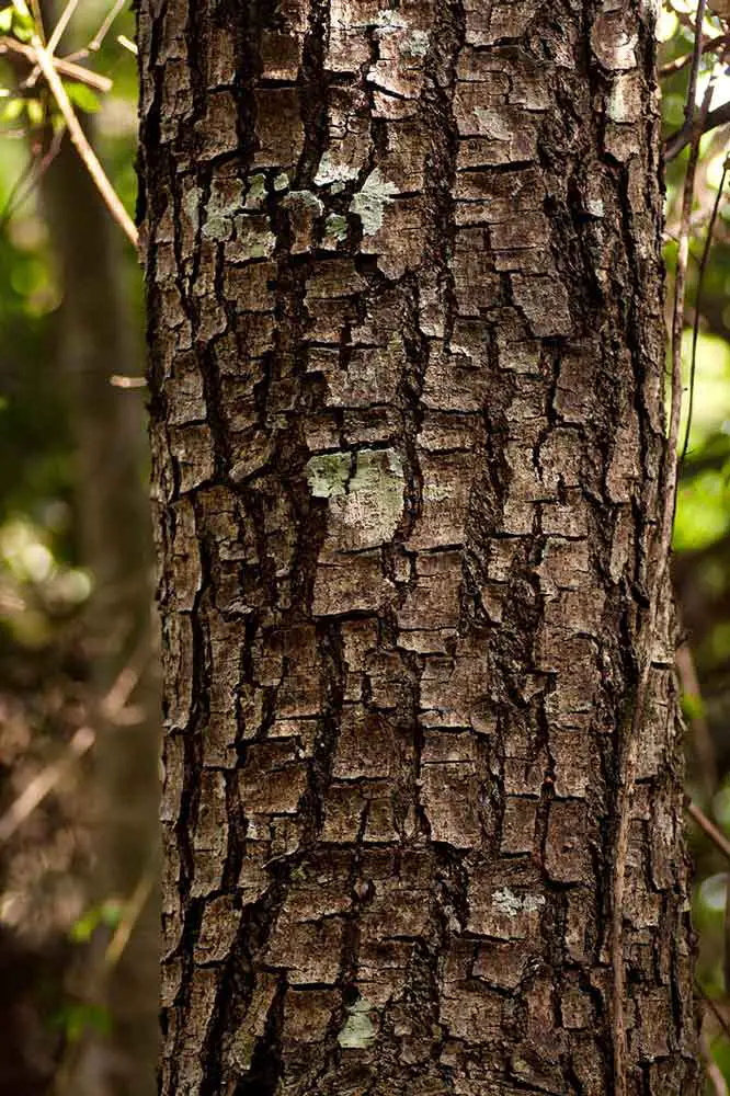 pygeum africanum bark