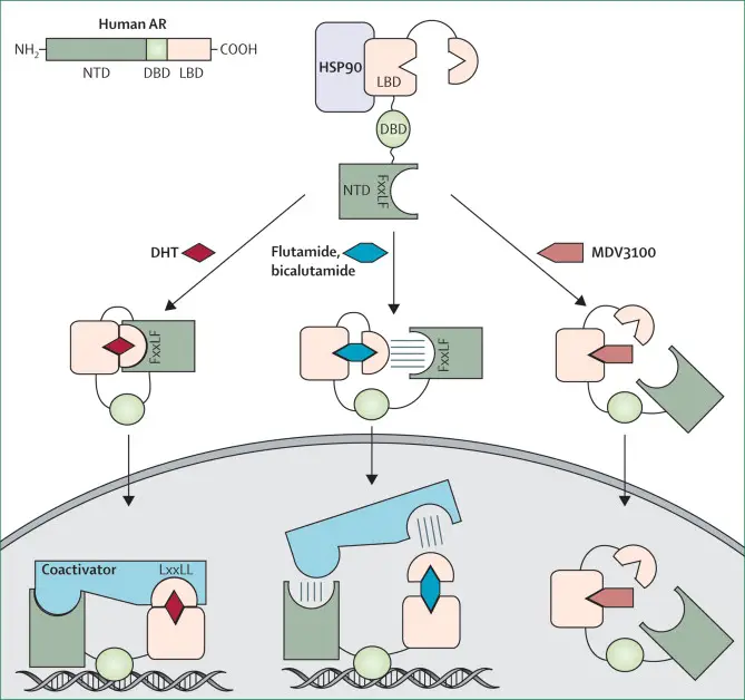 does bicalutamide block dht