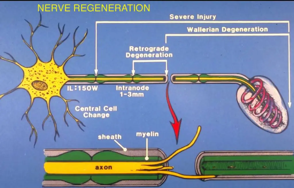 Nerve Regeneration