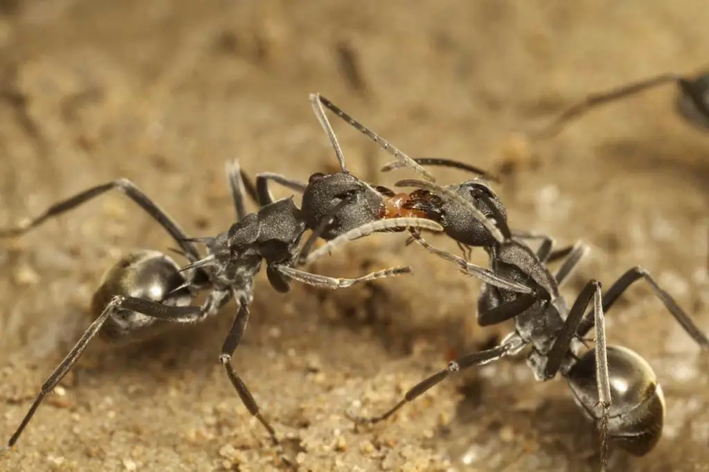 Polyrhachis Ant