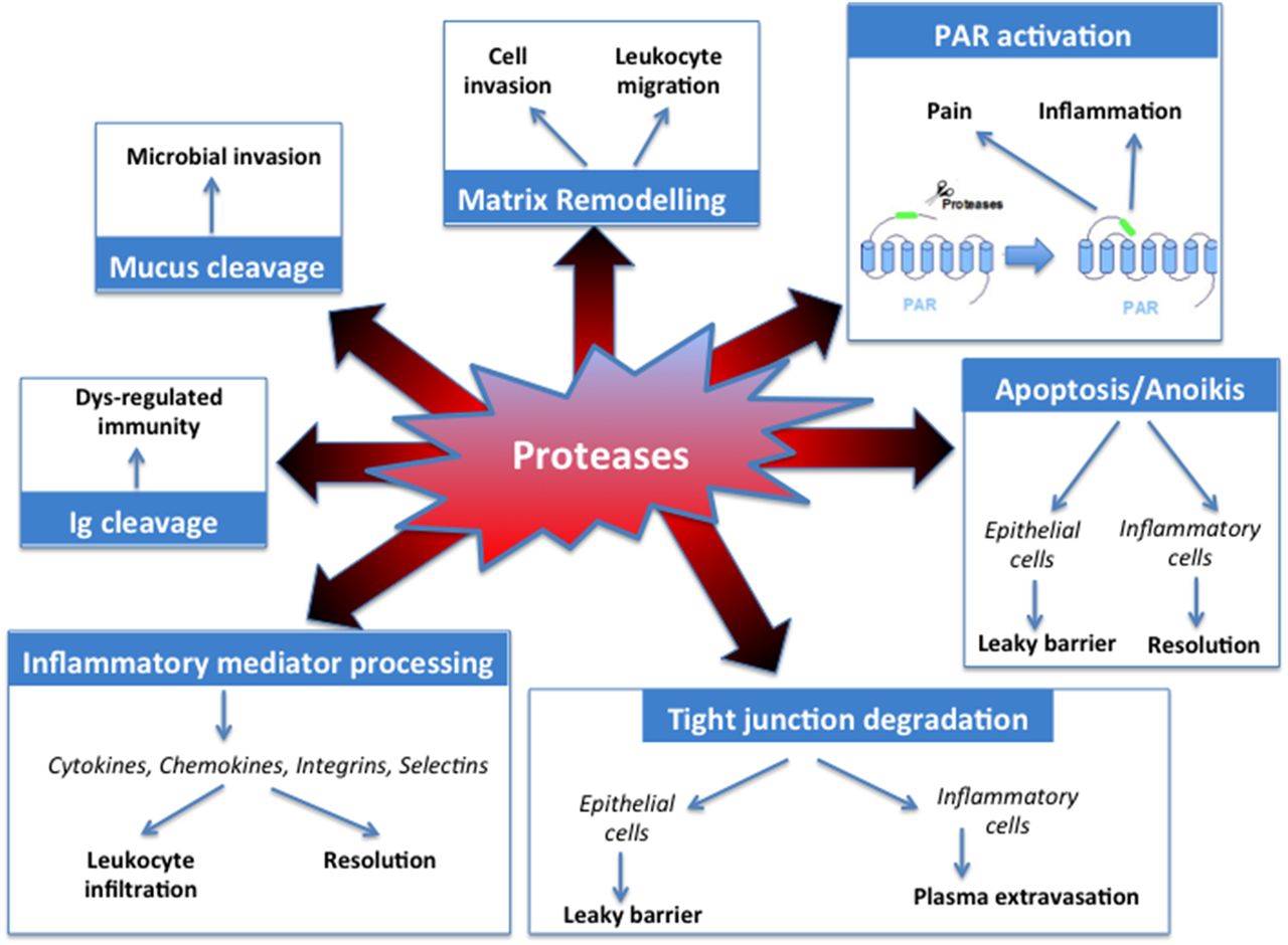 List of Proteolytic Enzymes and the Benefits of Protease Supplements