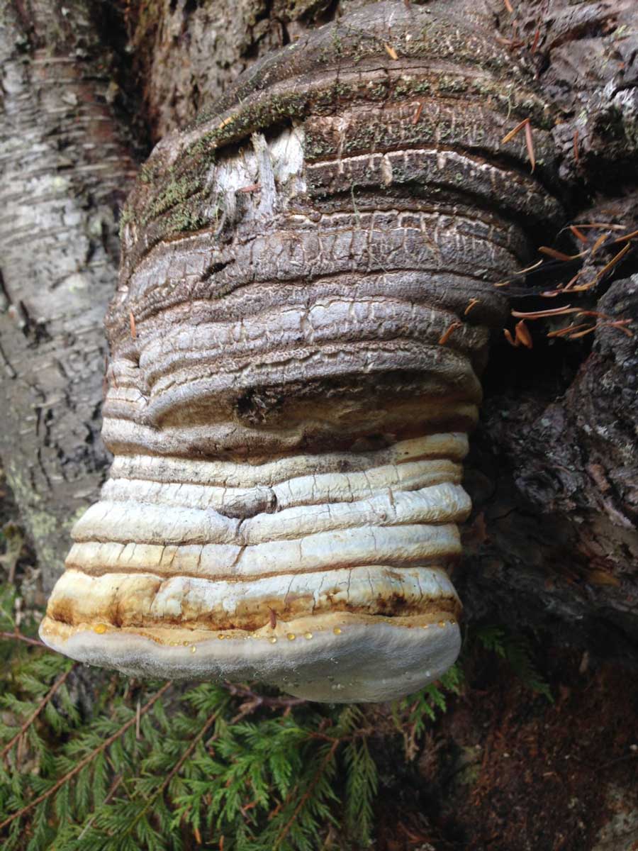 Agarikon Mushroom, Laricifomes officinalis or Fomitopsis officinalis