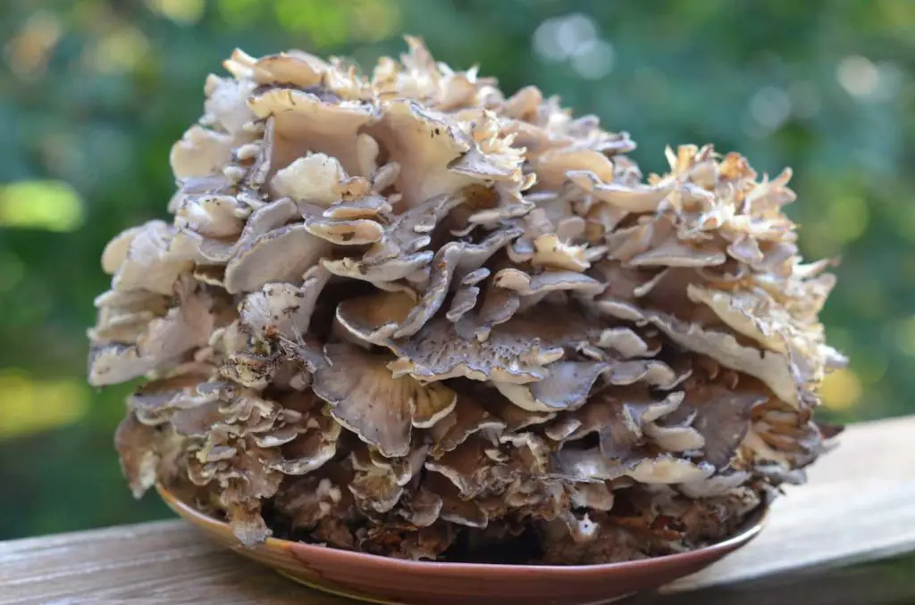 Maitake Mushroom (Hen of the Woods)