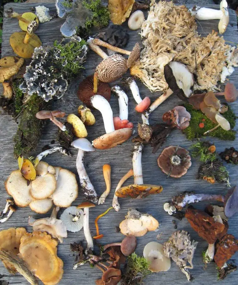 Medicinal Mushrooms List of the Best Fungi and Their Healing Benefits