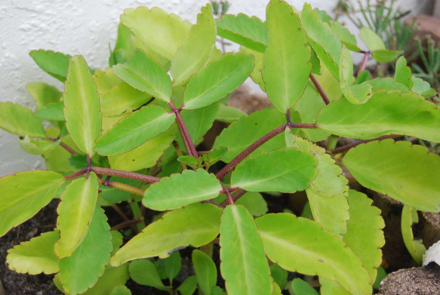 leaf-of-life-bryophyllum-pinnatum-7-benefits-of-the-miracle-leaf