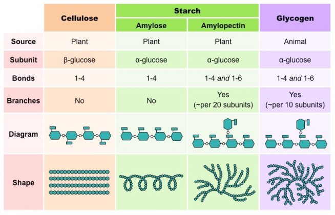 the-3-polysaccharides-defined-function-benefits-and-food-examples