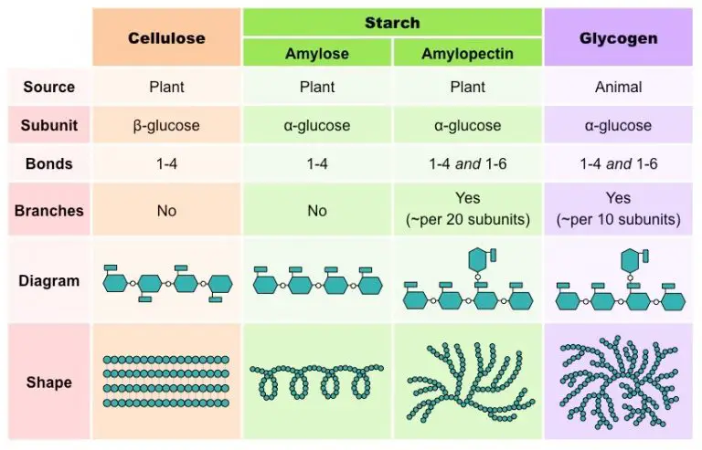 The 3 Polysaccharides Defined: Function, Benefits, and Food Examples