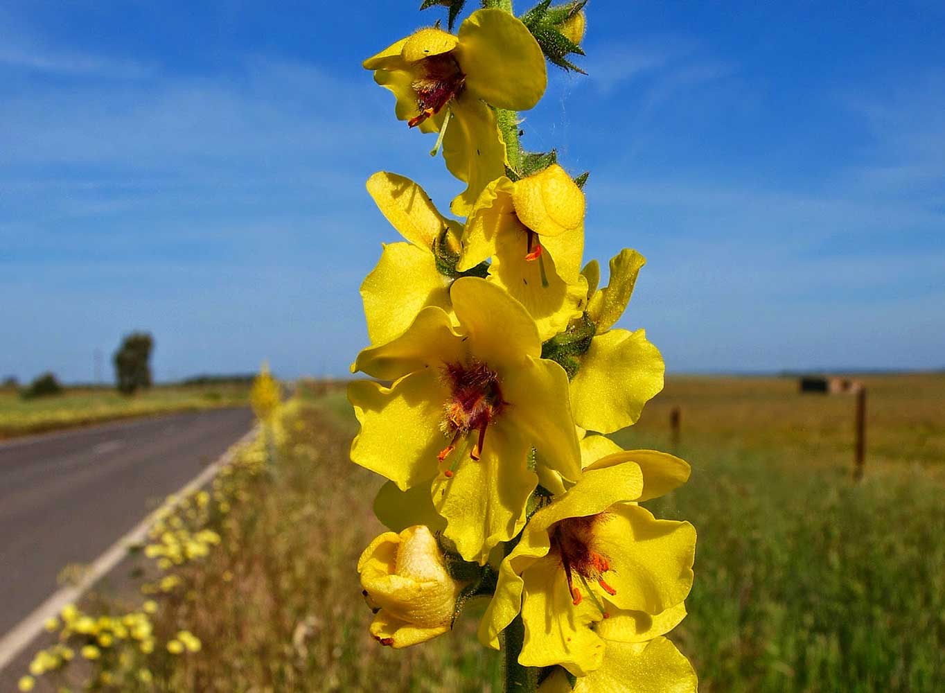 Mullein (Verbascum Thapsus): 9 Benefits Of The Great Mullein Tea