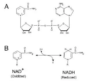 NAD Molecule