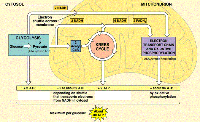 NADH and Cellular Respiration