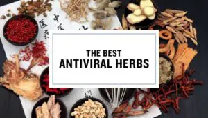 Best Antiviral Herbs