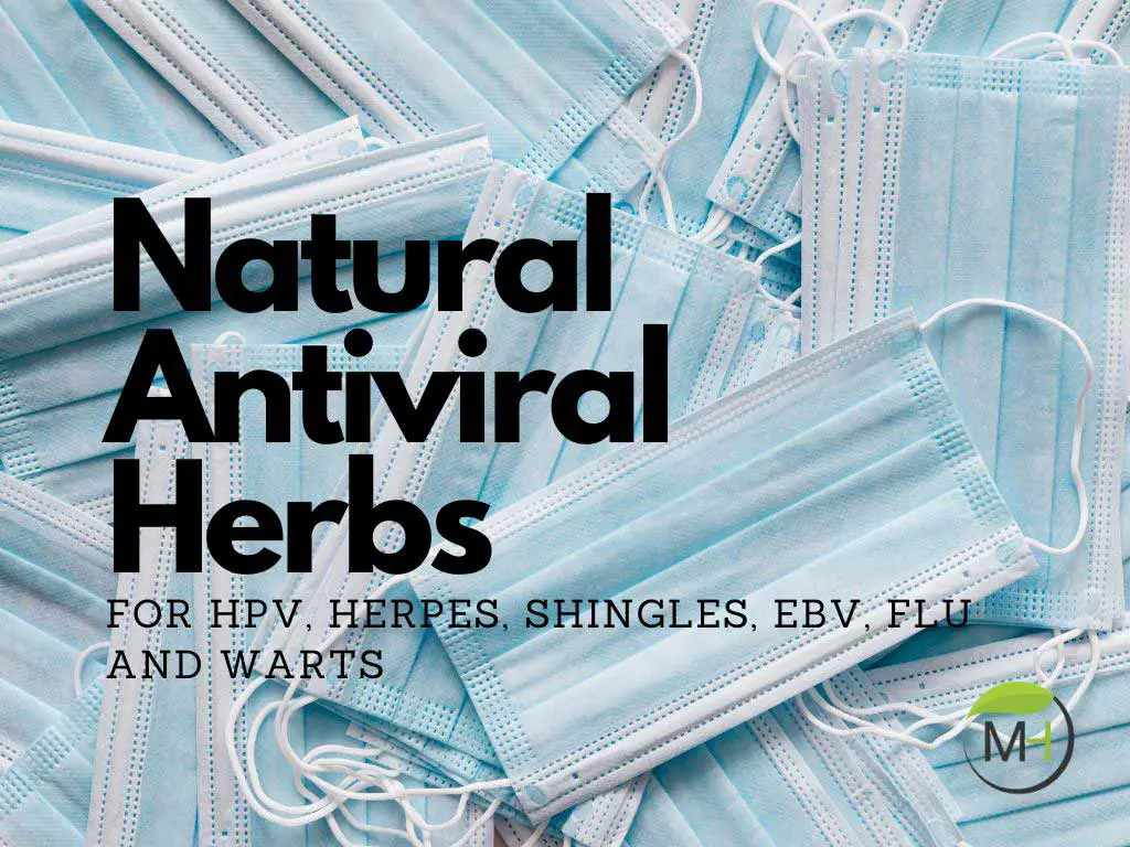 Best Antiviral Herbs