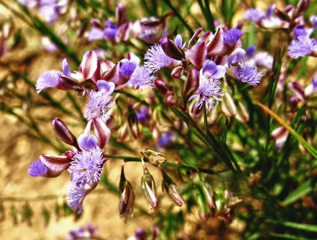 Polygala tenuifolia flowers
