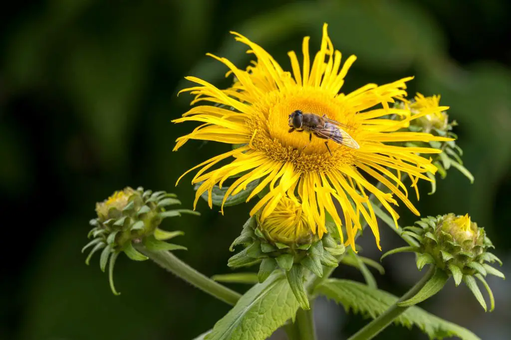 Elecampane by burkard meyendriesch Pexels