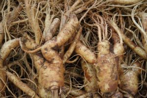 American Ginseng