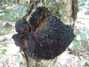 Chaga Mushroom Growing on a Tree