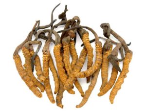 Cordyceps Mushroom