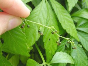 Jiaogulan Seeds