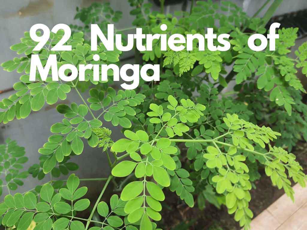 Moringa Nutrients