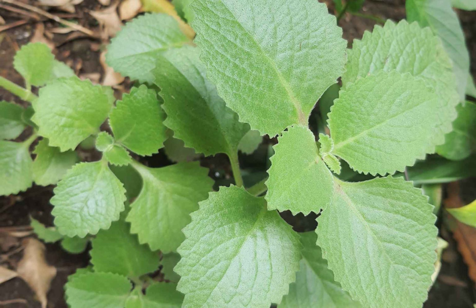 15 Demulcents Natural Herbs that Thin and Relieve, Mucus and Phlegm