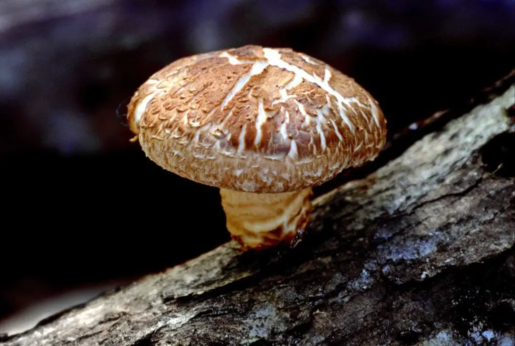 Shiitake Mushroom on a Tree