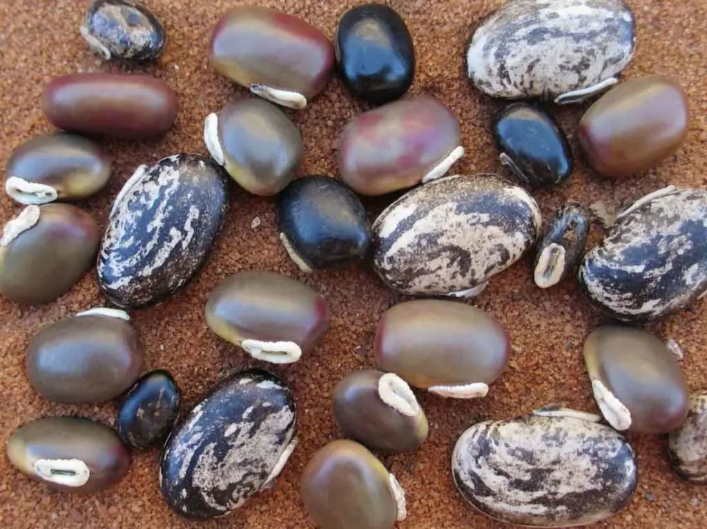 Velvet Bean Seeds