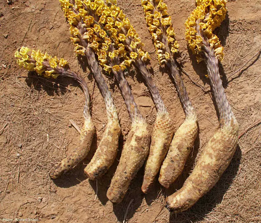 cistanche tubulosa whole plant