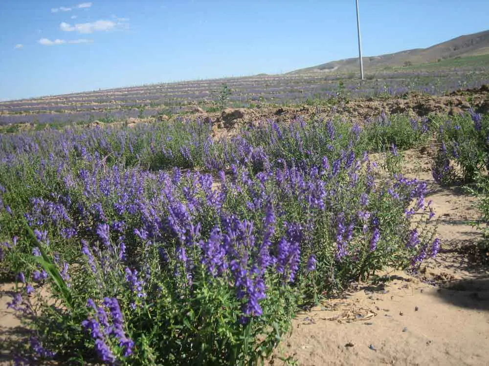 Skullcap in the fields